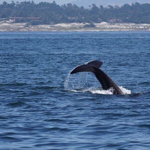 Meet your Posher, Selene